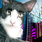 ※クリックで拡大