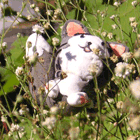 ※クリックで拡大