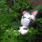 ※クリックで拡大