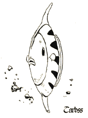 ターブス　TARBSS